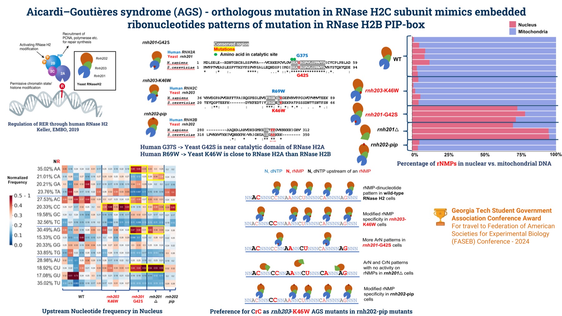 Comparison of ribonucleotide embedment patterns across AGS orthologous yeast mutants