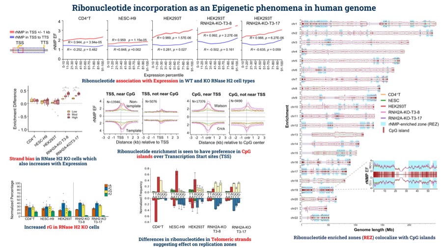 Ribonucleotides in the human genome