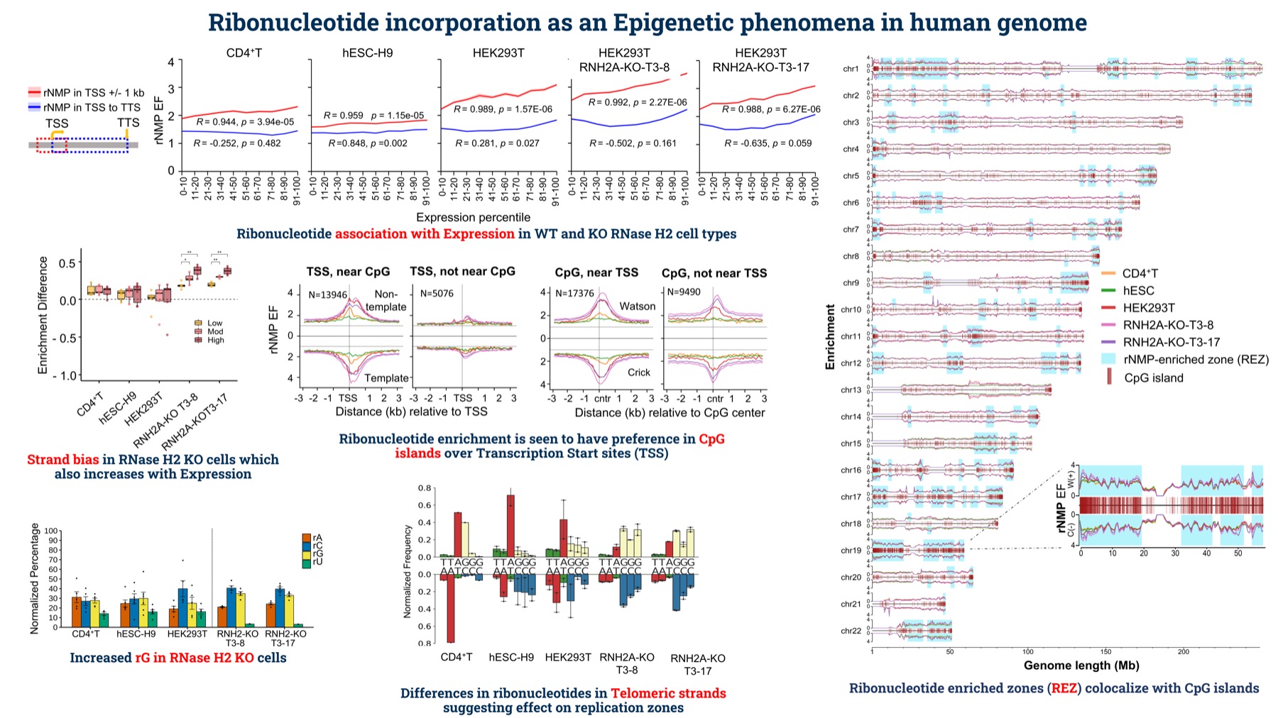 Genome-wide maps of ribonucleotide enrichment around transcription start sites in human cells